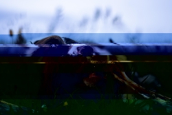 Kalve Skulderblad - Lola´s Favoritter(udsolgt)