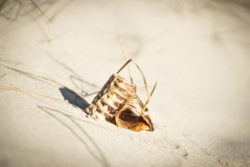 Okseringe - Lola´s Favoritter