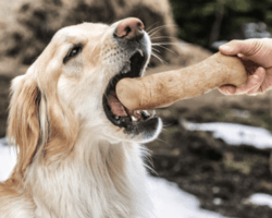 Kaffetræ Bæredygtig Tyggepind til hunde - Medium