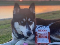 Woolf Soft Beef Chunkies 100g (UDSOLGT)