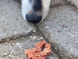 Woolf Duck Chunkies 100g