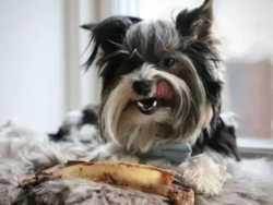 Hjorte skulderblad (UDSOLGT)