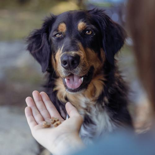 Trixie Insect Hearts with mealworms