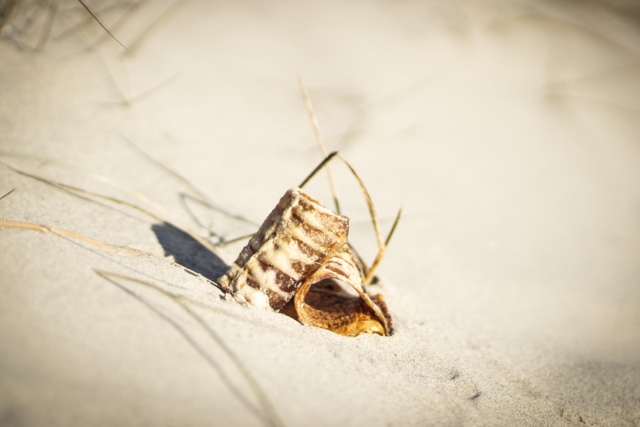 Okseringe - Lola´s Favoritter