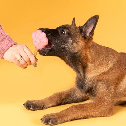 Smoofl Hundeis Hvalpe Starterkit