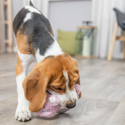 Trixie Junior kanin med plys & bidering