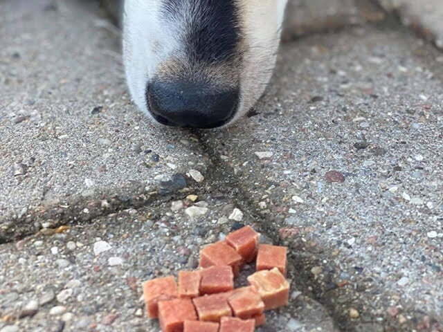 Woolf Duck Chunkies 100g