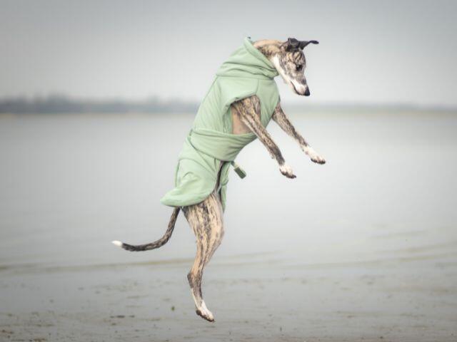 Paikka Tørredragt 2Go, Sage