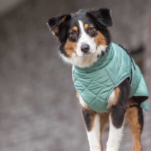 CityStyle Oslo frakke til hunde