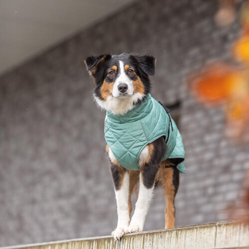 CityStyle Oslo frakke til hunde