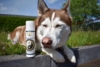 B&B Hundefrisørens professionelle Duo Carbon shampoo