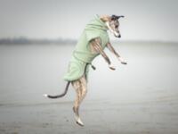 Paikka Tørredragt 2Go, Sage